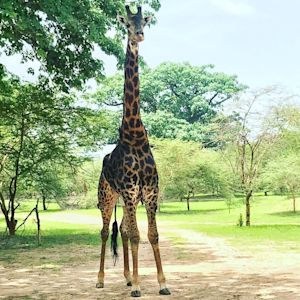 Safari et Faune Sauvage